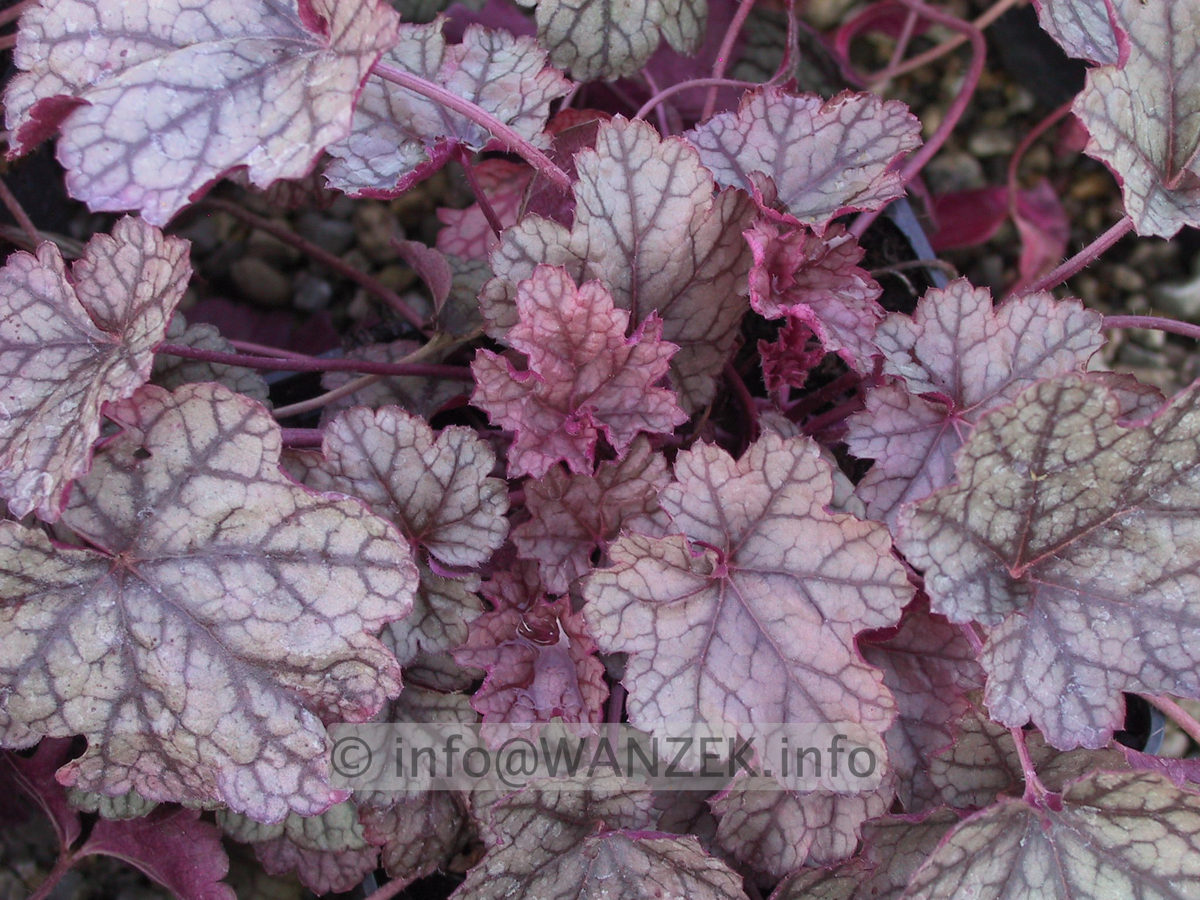 Heuchera Hybride Prince of Silver 3.JPG